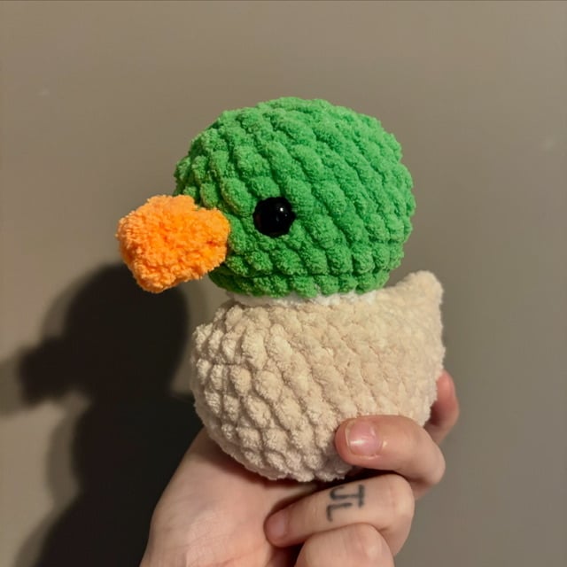 Mallard Duck